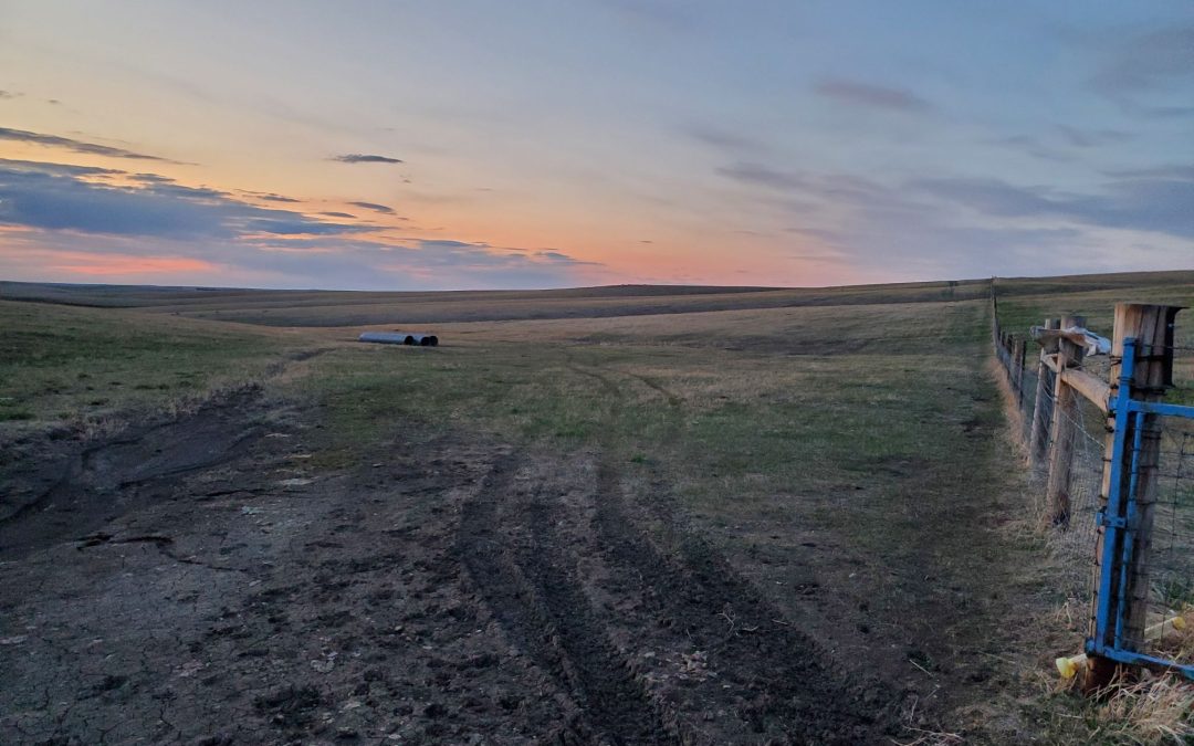 Jones County Grass Auction