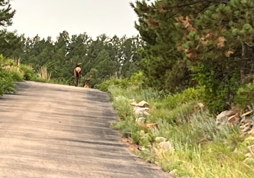 Tatanka Spirit Ranch Real Estate Auction