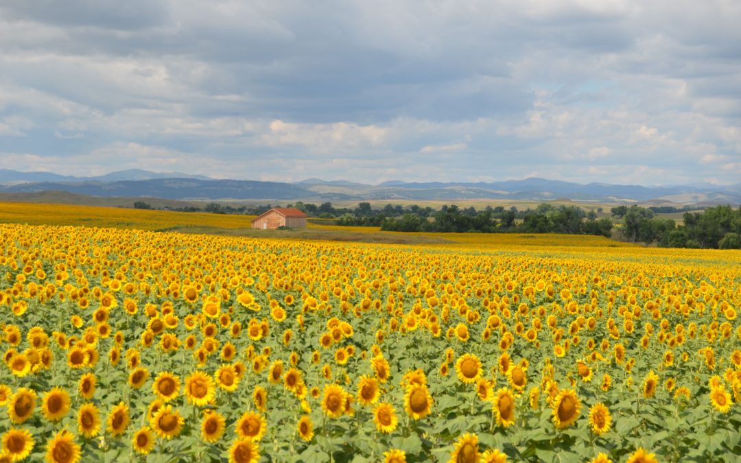 Lame Johnny Creek Farm