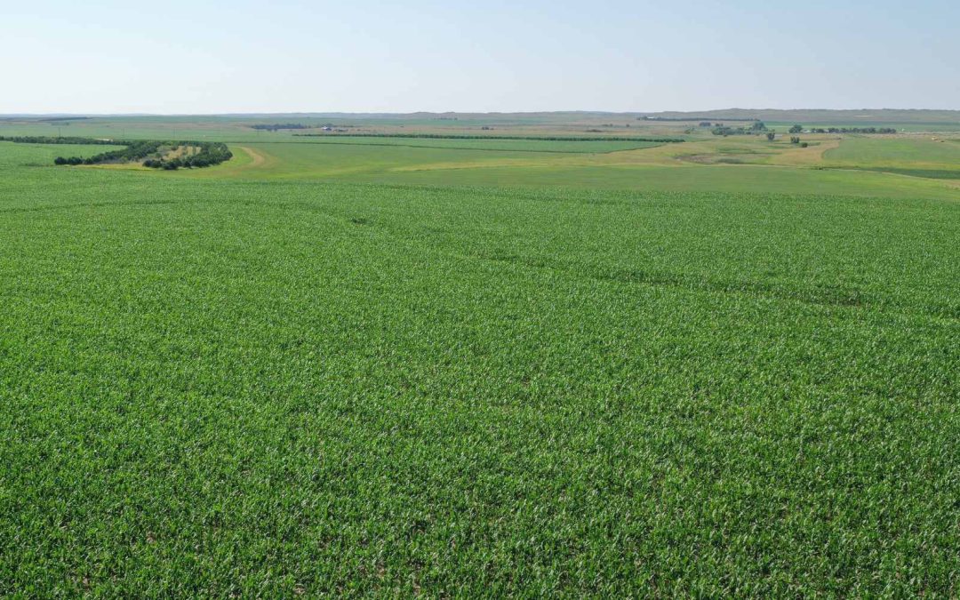 Reno Ranch Dryland Farm