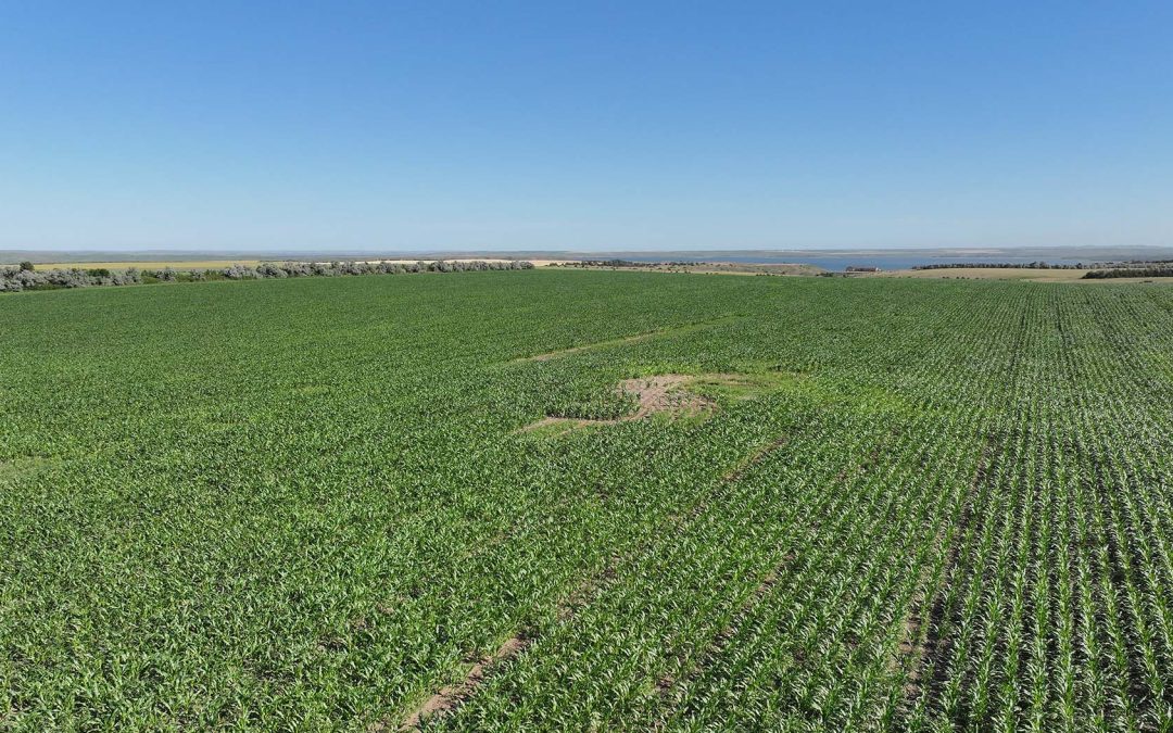 Peoria Flats Irrigated Organic Property