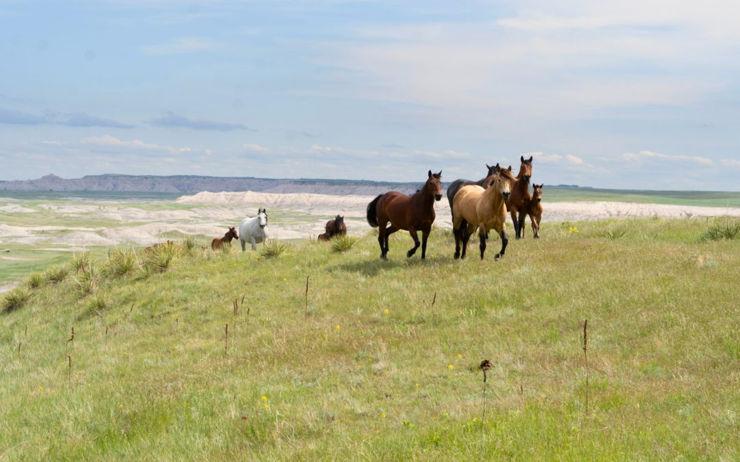 HM Quarter Horse Ranch