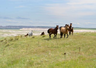 HM Quarter Horse Ranch
